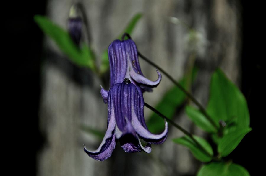 Wildflowers Photograph by Cornelia DeDona Wildflowers Photograph by Cornelia DeDona