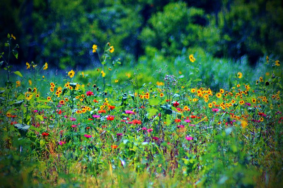 Abstract Photograph - Wildflowers by Cynthia Guinn