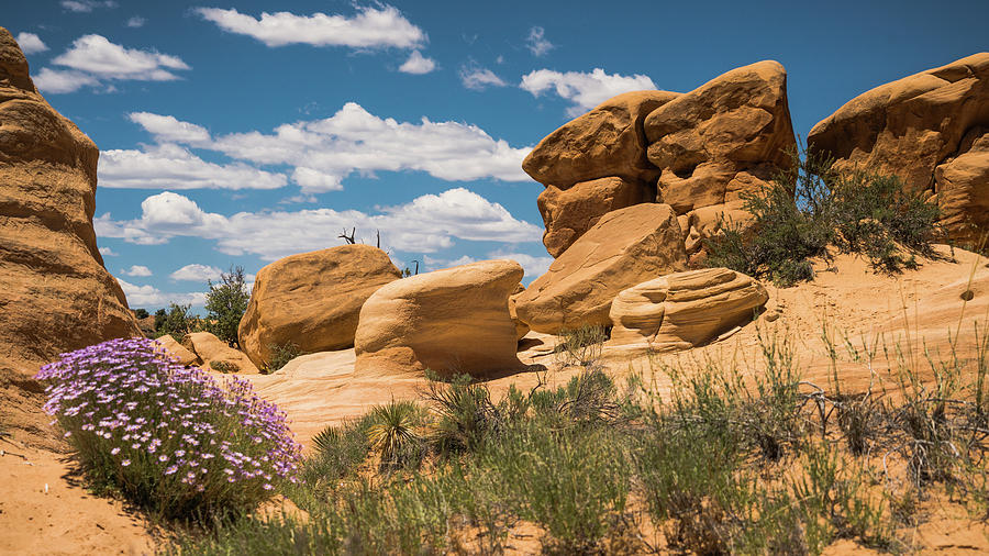 Wildflowers Devils Garden Grand Staircase-Escalante Utah Photograph by Lawrence S Richardson Jr