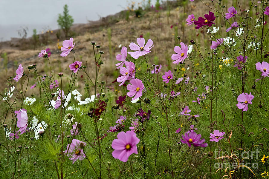 Wildflowers Photograph by Edward Sobuta