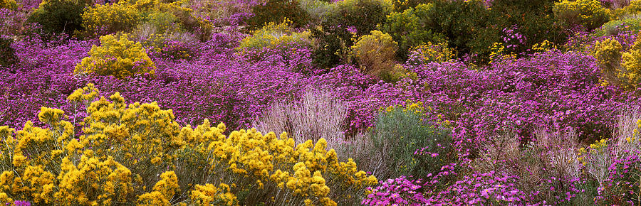 Flower Photograph - Wildflowers El Prado Nm by Panoramic Images