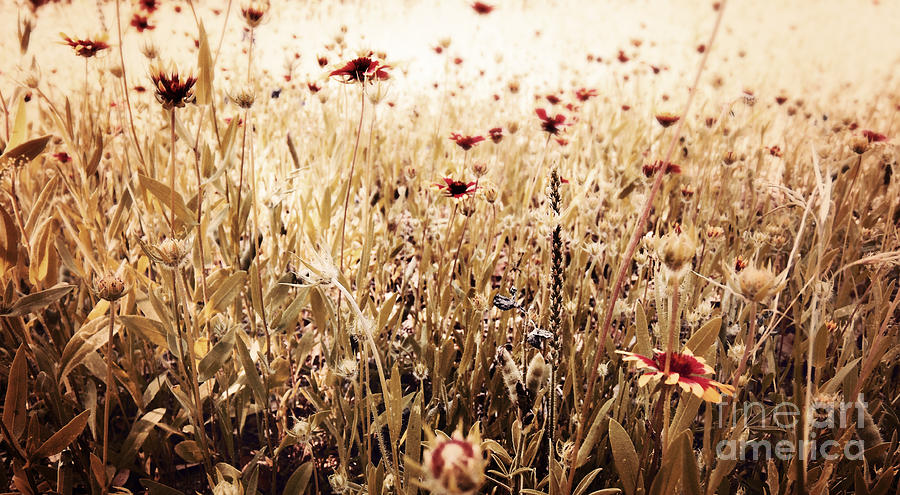 Salado / Wildflowers Digital Art by Elizabeth McTaggart