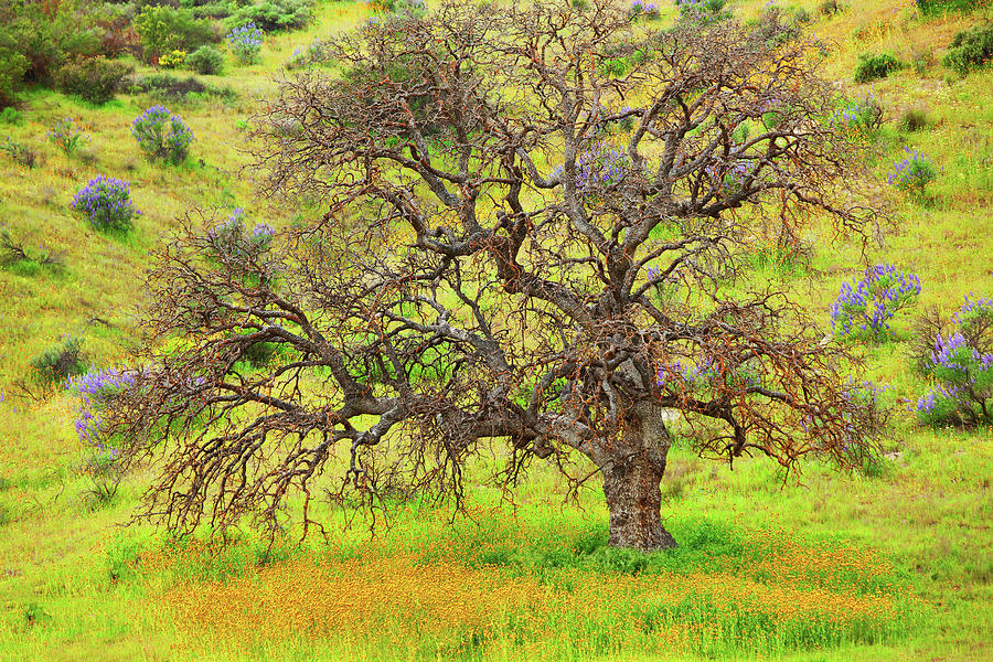 Wildflowers Flourishing Under Oak Tree Photograph