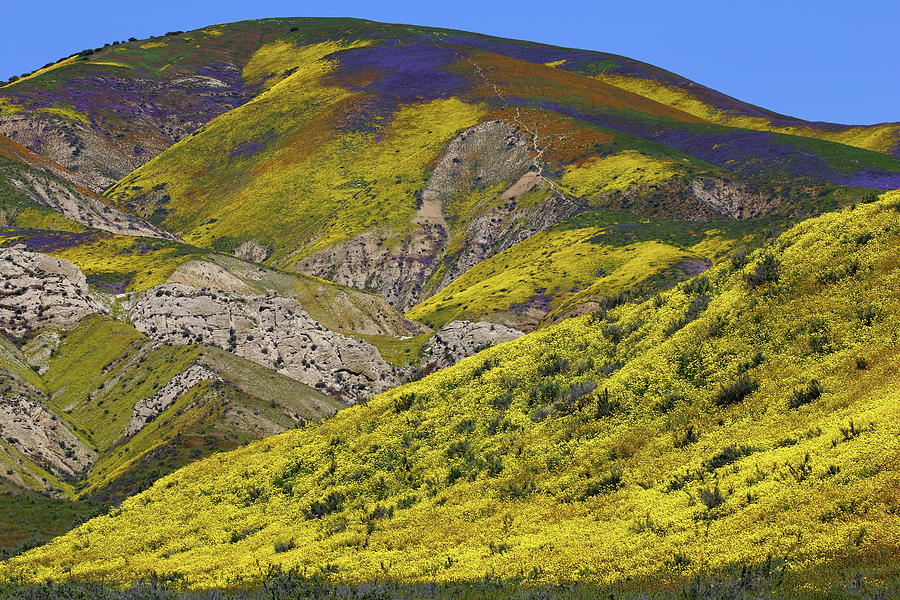 Wildflowers galore at Carrizo Plain National Monument in California Photograph by Jetson Nguyen