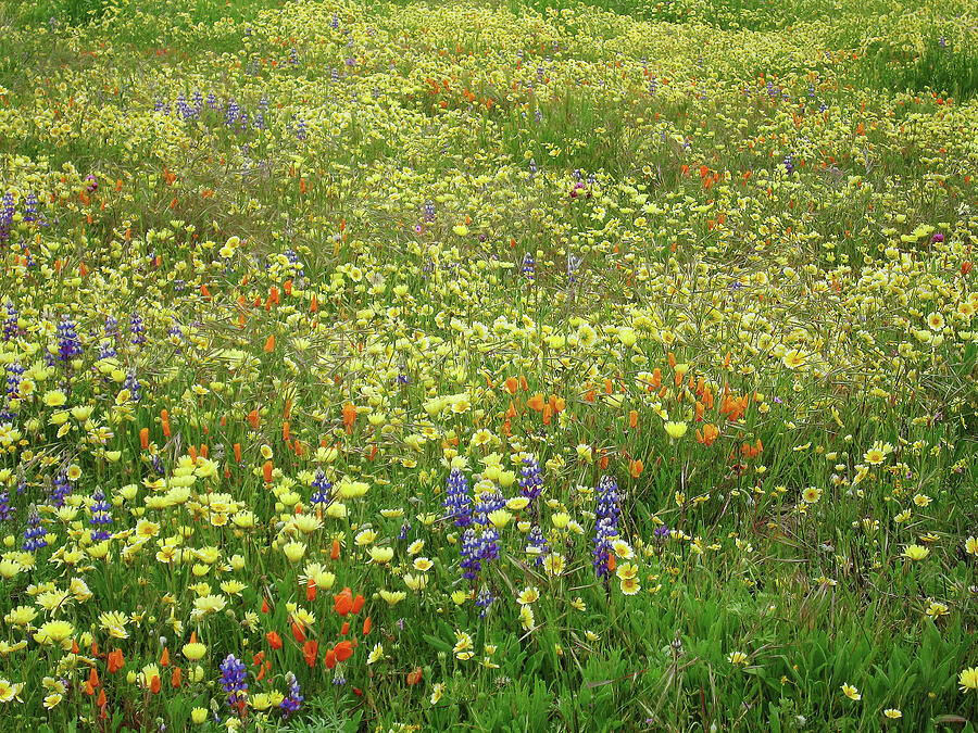 Wildflowers for ever Photograph by Ram Vasudev