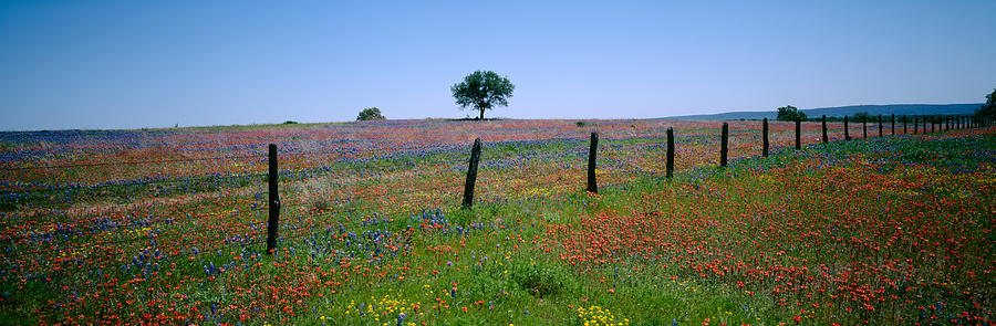 Nature Photograph - Wildflowers In A Field, Texas, Usa by Panoramic Images
