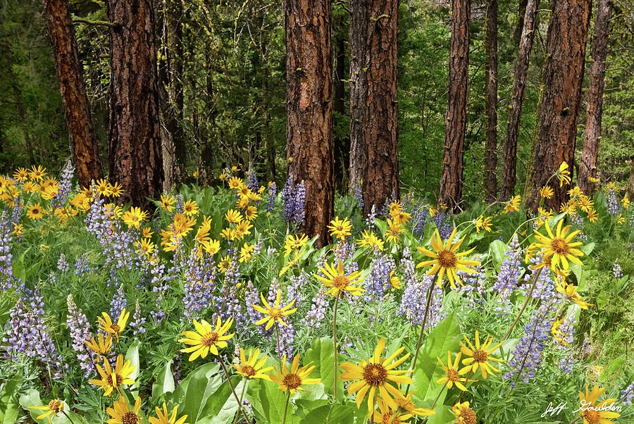 Balsamroot and Lupine in a Ponderosa Pine Forest Photograph by Jeff Goulden