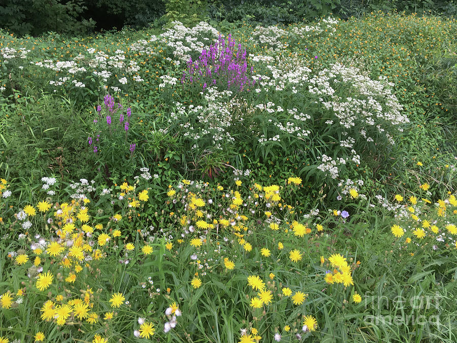 Wildflowers In A Roadside Ditch Photograph