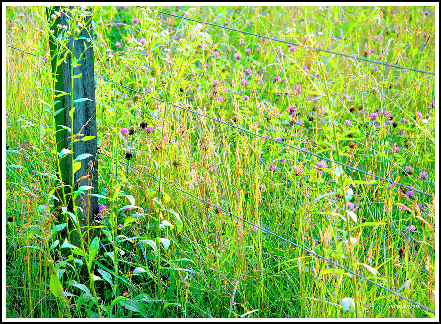 Wildflowers in a Summer Meadow Photograph by A Macarthur Gurmankin