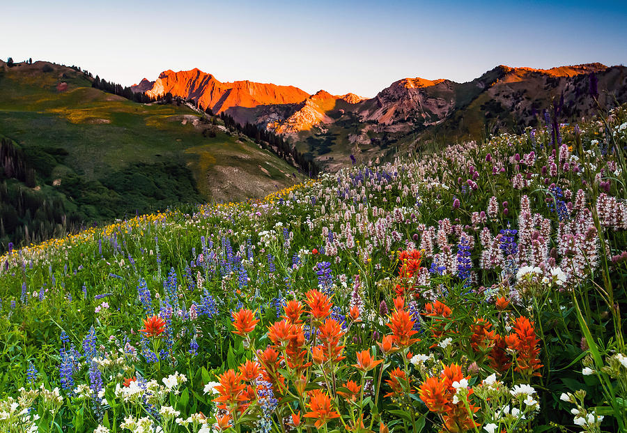Summer Photograph - Wildflowers in Albion Basin. by Wasatch Light
