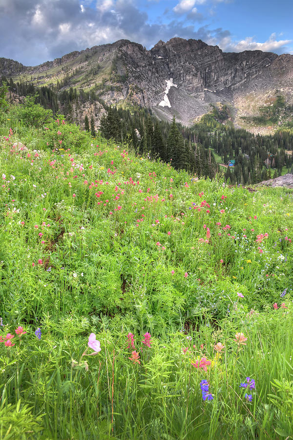 Wildflowers in Albion Basin Photograph by Douglas Pulsipher
