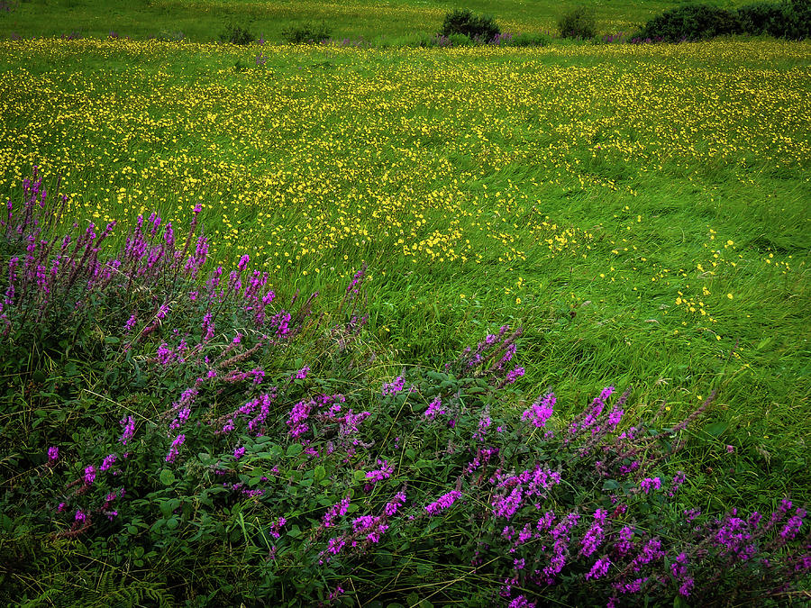 Ireland Photograph - Wildflowers In An Irish Field by James Truett Ireland Photograph - Wildflowers In An Irish Field by James Truett