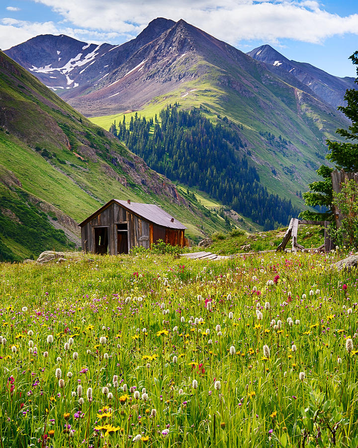 Wildflowers in Animas Forks Photograph by David Soldano