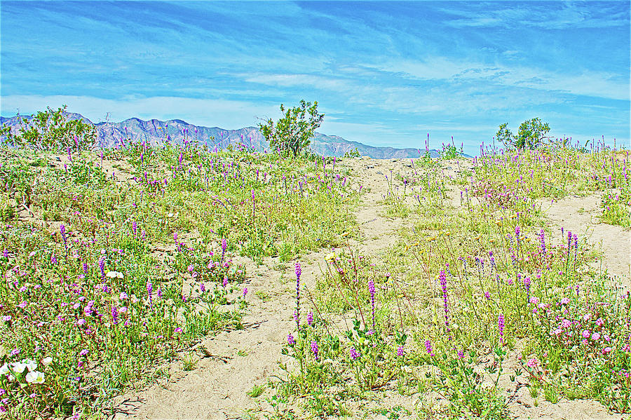 Wildflowers in Anza-Borrego Desert State Park-California  Photograph by Ruth Hager