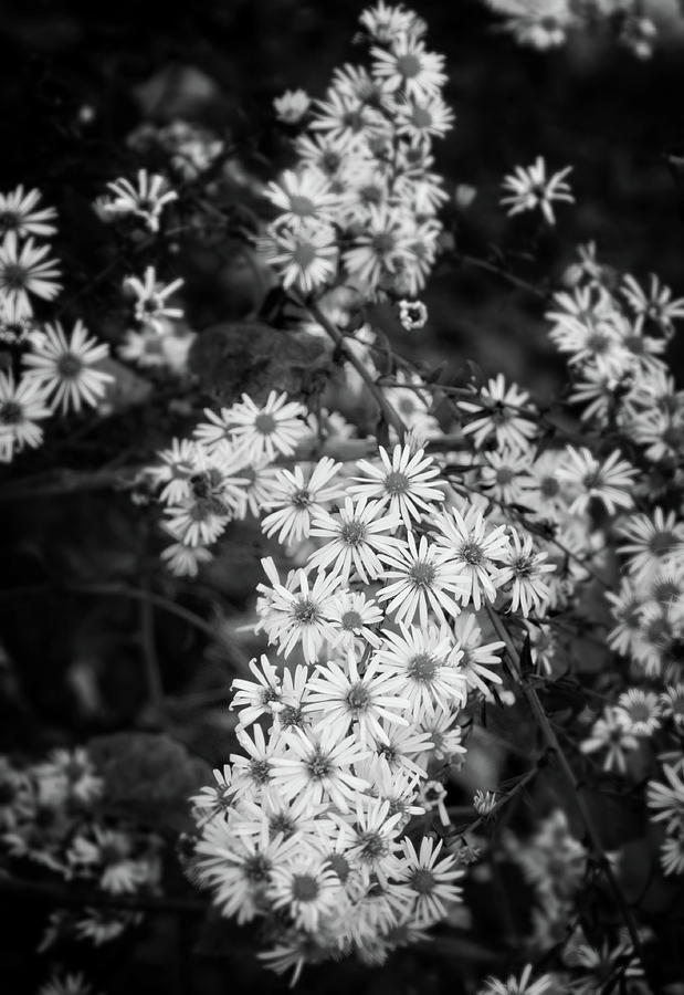Wildflowers In Black And White Photograph by Greg and Chrystal Mimbs