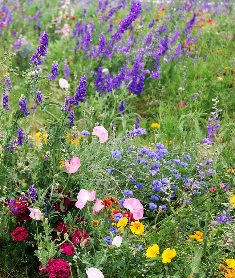Wildflowers in bloom Photograph by Michelle Dowd Fine Art America