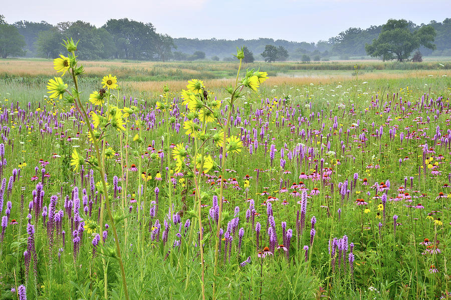 Wildflowers in Chain-o-Lakes Prairie Photograph by Ray Mathis