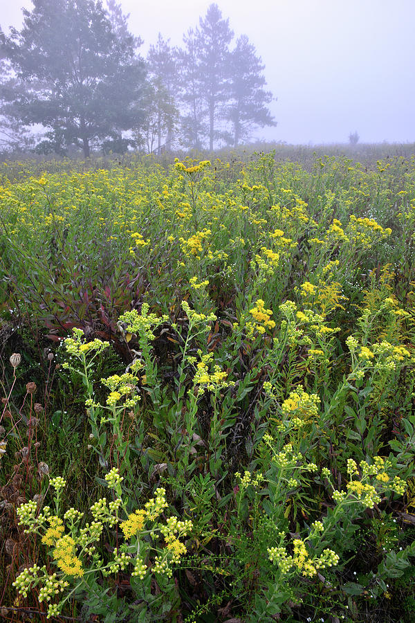 Wildflowers in Fog at Brookdale Photograph by Ray Mathis