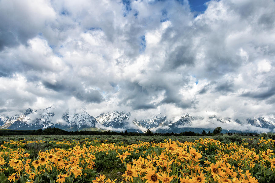 Wildflowers In Front of the Tetons Photograph by Tony Hake