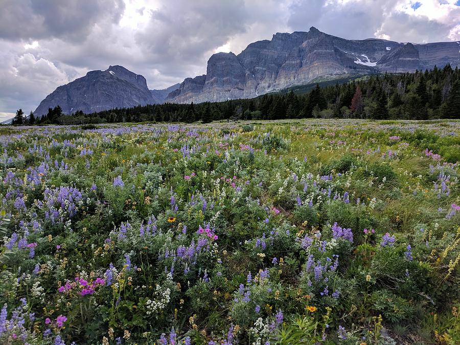 Wildflowers in Glacier National Park Photograph by William Slider