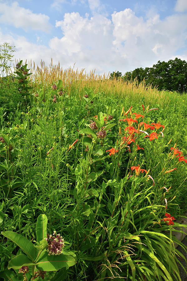 Wildflowers in Happy Valley Conservation Area Photograph by Ray Mathis