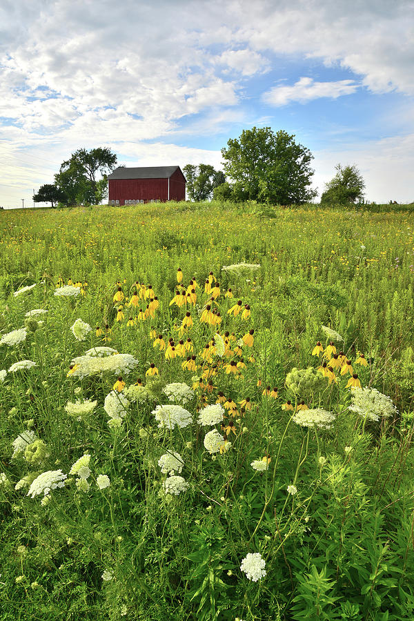 Wildflowers in Kishwaukee Headwaters Conservation Area Photograph by Ray Mathis