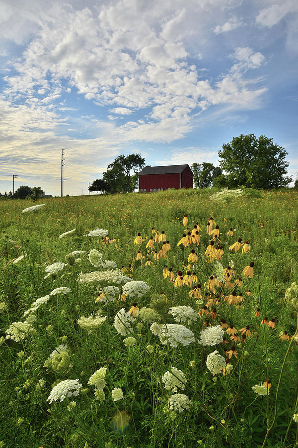 Wildflowers in McHenry County Photograph by Ray Mathis