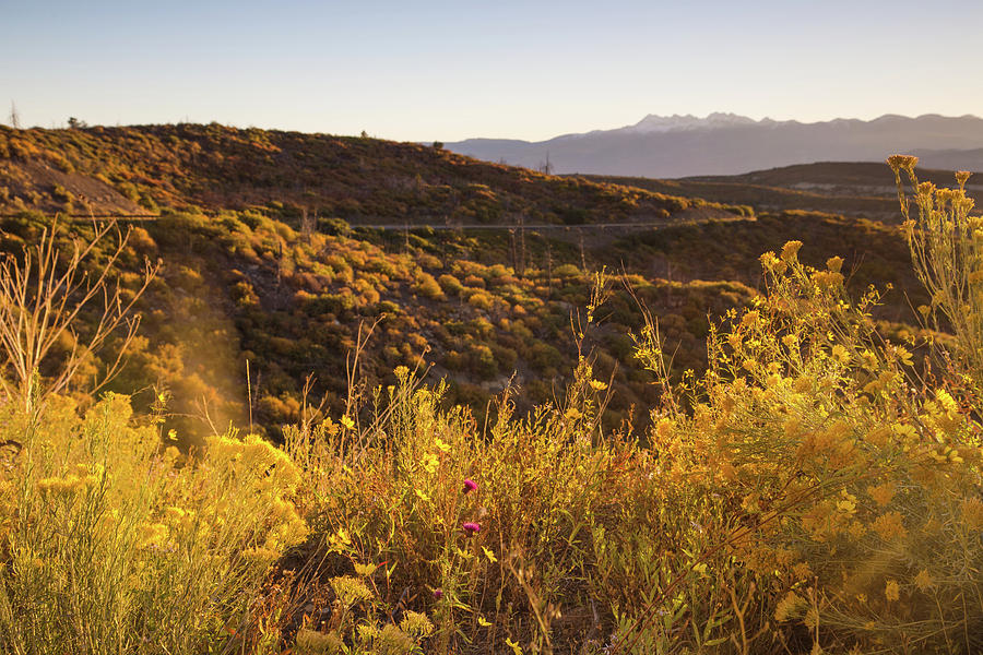 Wildflowers in Mesa Verde Photograph by Kunal Mehra