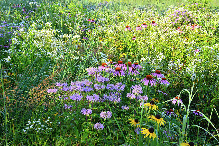 Wildflowers in Moraine Hills State Park Photograph by Ray Mathis