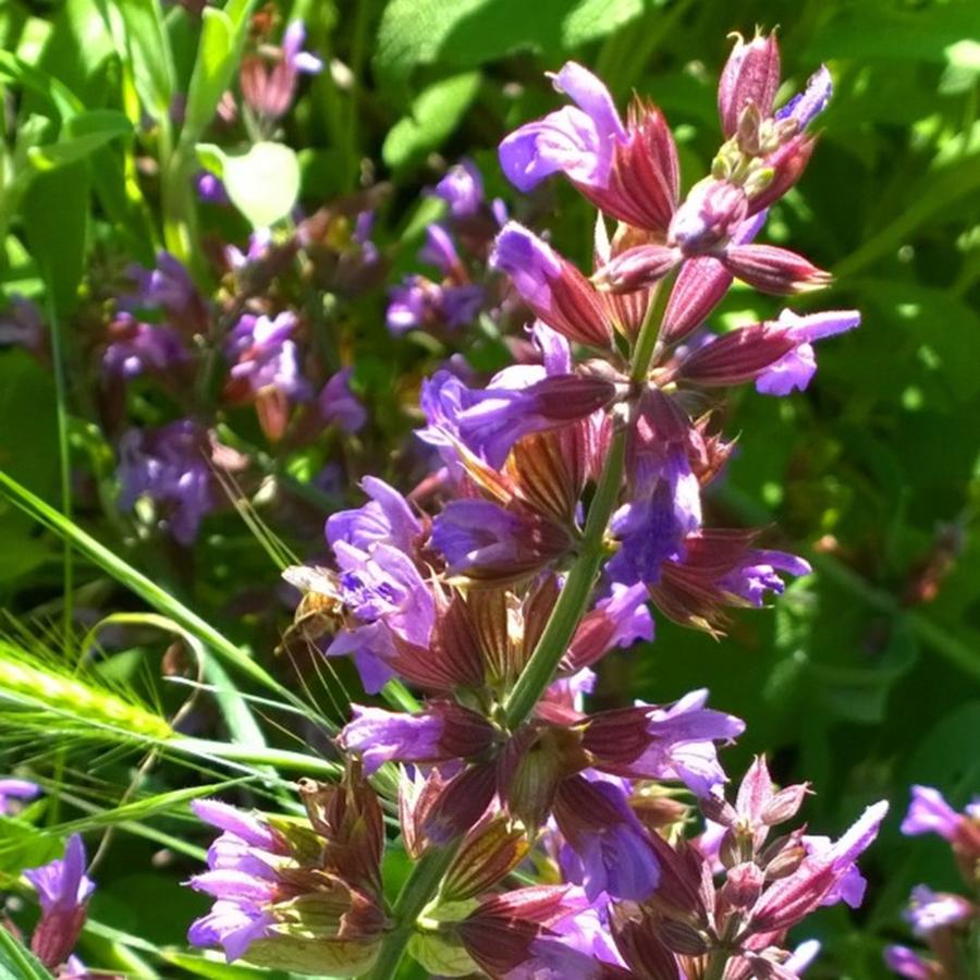 Nature Photograph - #wildflowers In #purple #country by Shari Warren
