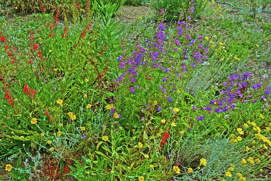 Wildflowers in Rancho Santa Ana Botanic Gardens, Claremont-California Photograph by Ruth Hager