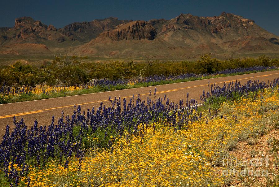 Wildflowers In The Chisos Mountains Photograph by Adam Jewell