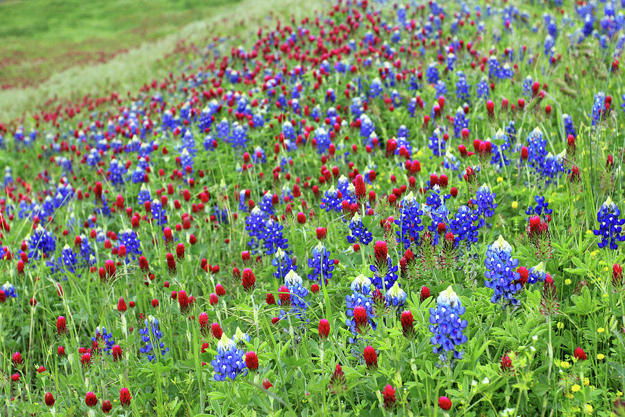 Wildflowers In The Ditch Photograph by Carolyn Fletcher Fine Art America