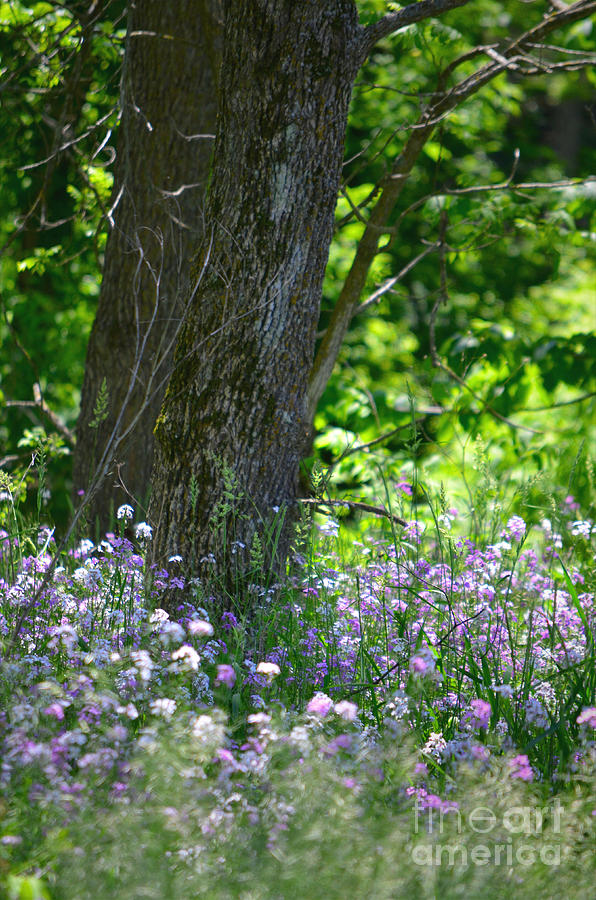 Wildflowers in the Forest Photograph by Deb Halloran