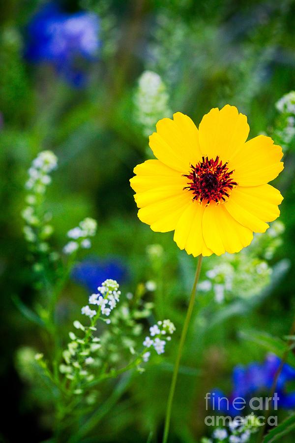 Tx Photograph - Wildflowers in the Hill Country of Central Texas by Matt Suess