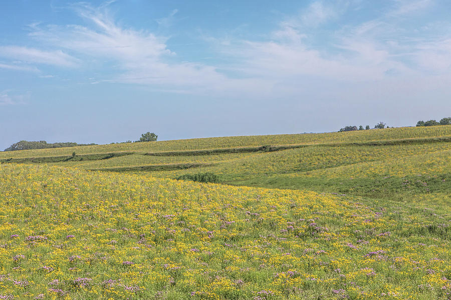 Wildflowers in the Loess Hills Photograph by Susan Rissi Tregoning