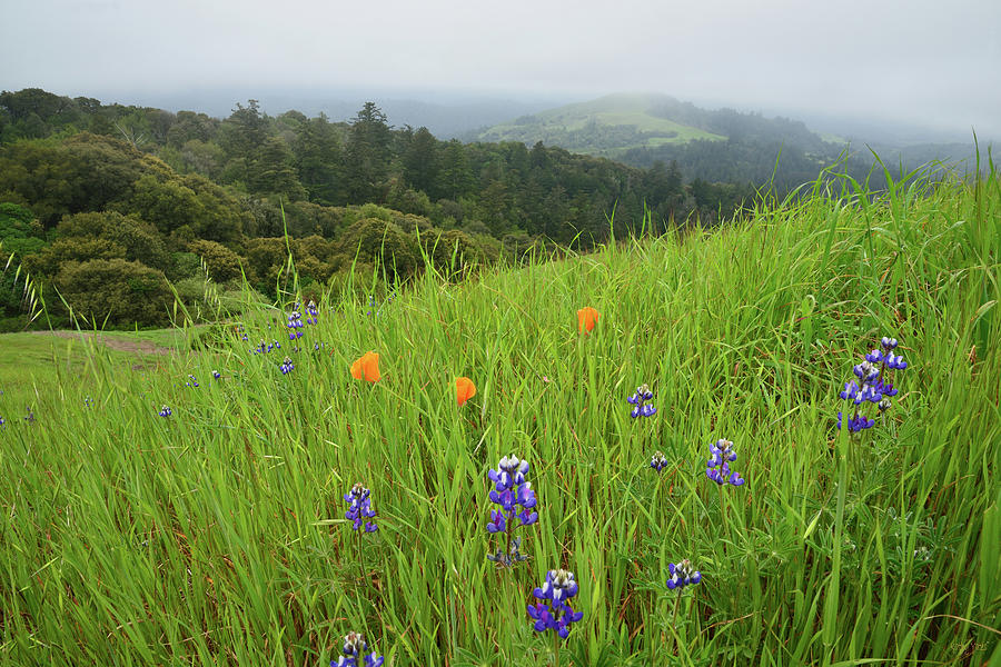 Wildflowers in the Mist Photograph by Kathy Yates