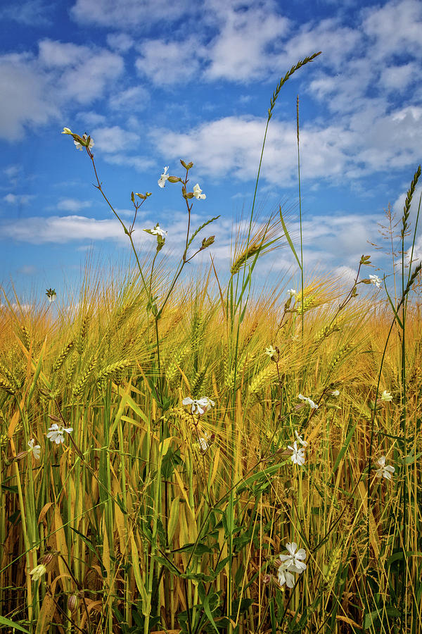 Wildflowers in the Wheat Photograph by Debra and Dave Vanderlaan