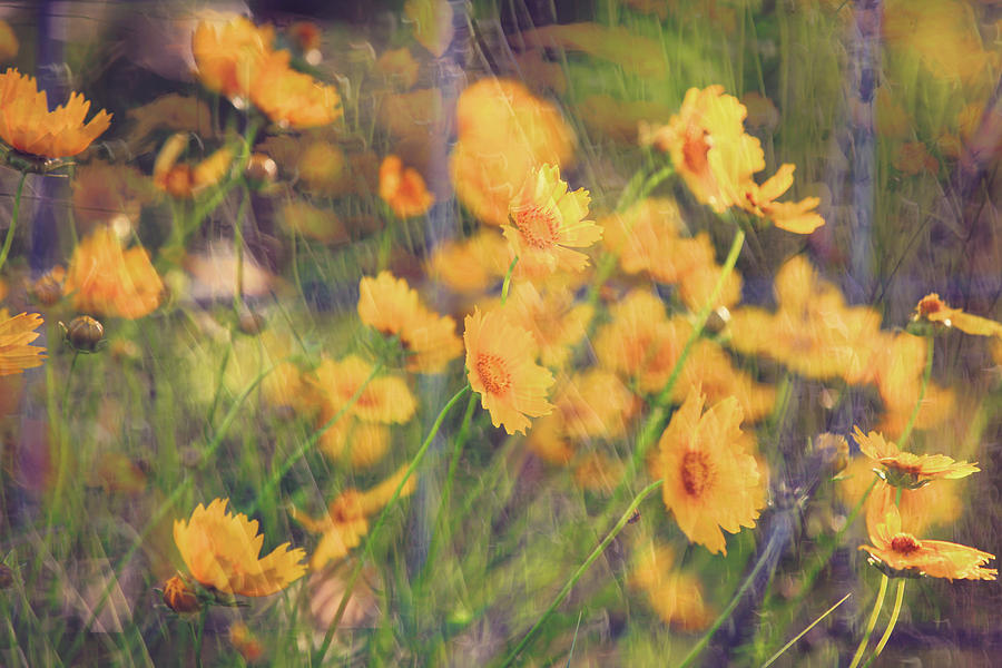 Wildflowers in the Wind Photograph by Toni Hopper