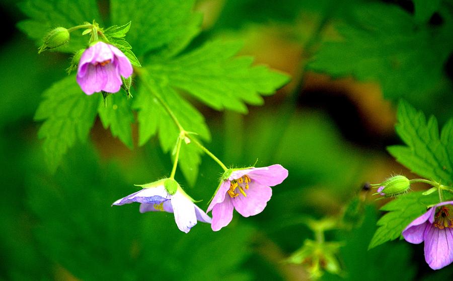 Wildflowers In The Woods Photograph by Karen Majkrzak