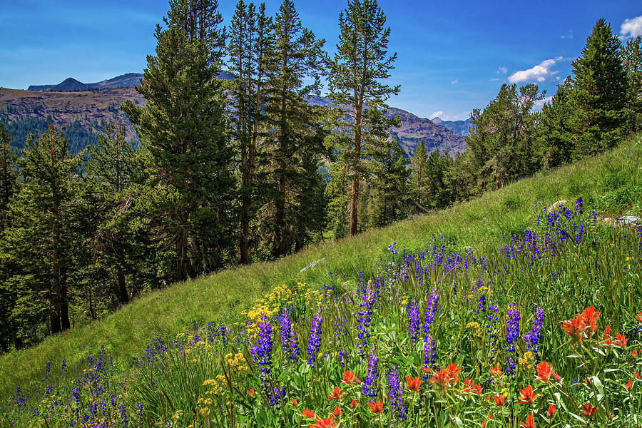 Wildflowers in Yosemites Hanging Garden Photograph by Lynn Bauer