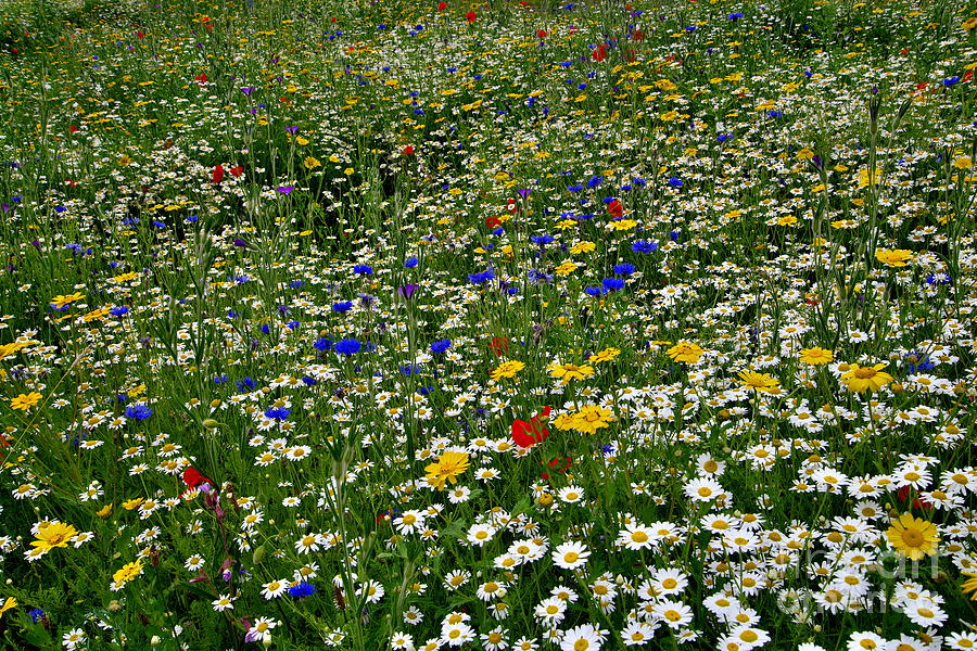 Wildflowers Photograph by Martyn Arnold