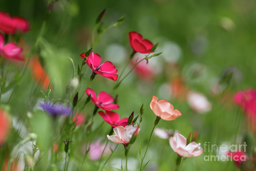 Summer Photograph - Wildflowers Meadow by Eva Lechner