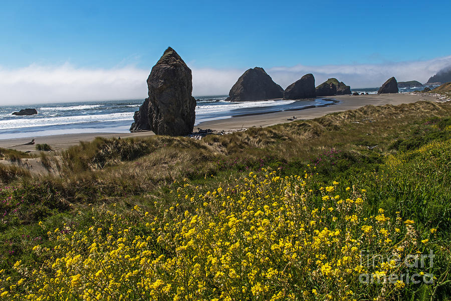 Wildflowers Meet Southern Oregon Coastline Photograph by Willie Harper