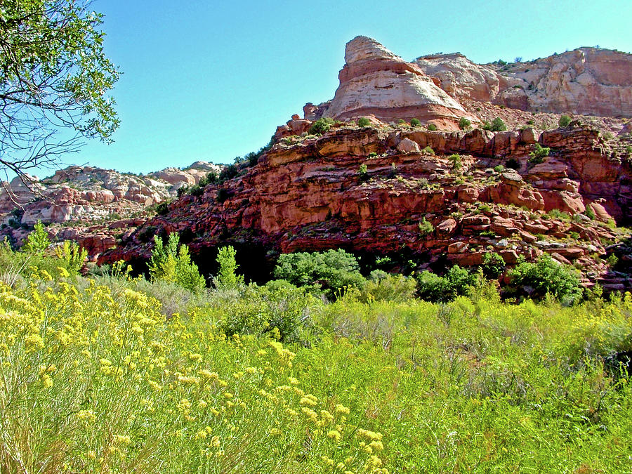 Wildflowers near Calf Creek Lower Falls Trail in Grand Staircase-Escalante National Monument, Utah  Photograph by Ruth Hager