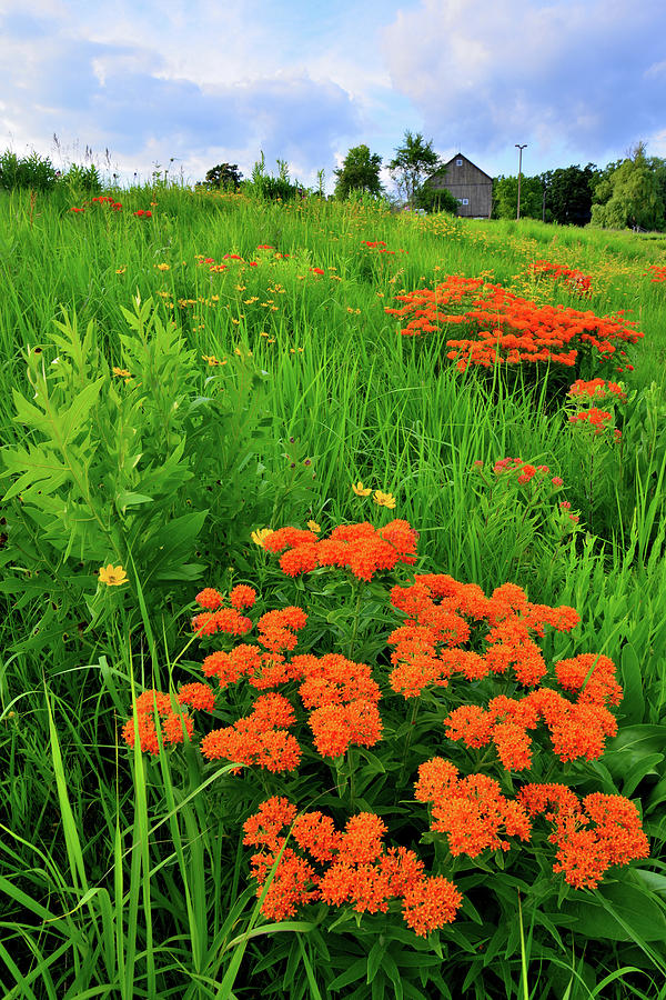 Wildflowers Near Wheeler Barn in Glacial Park Photograph by Ray Mathis
