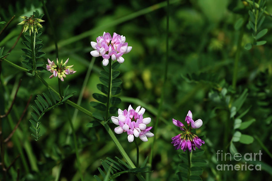 Pink Photograph - Wildflowers Northford by Edward Sobuta