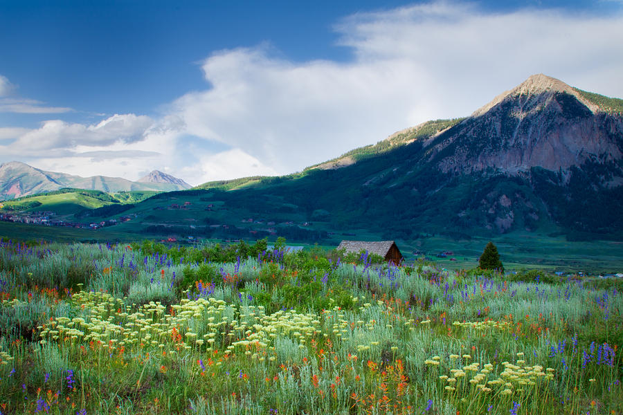 Wildflowers Of Crested Butte Photograph