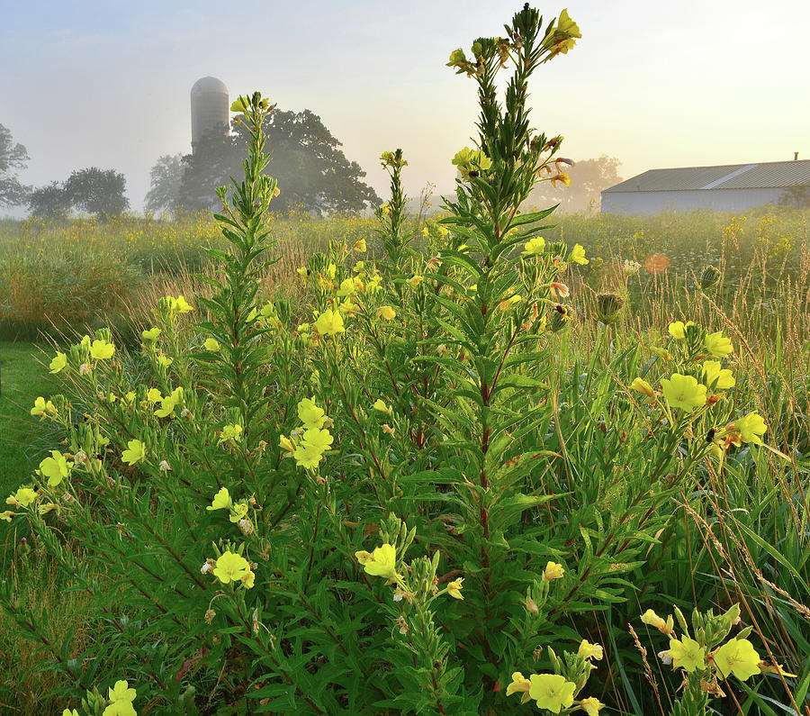 Wildflowers of Glacial Park Glow at Sunrise Photograph by Ray Mathis