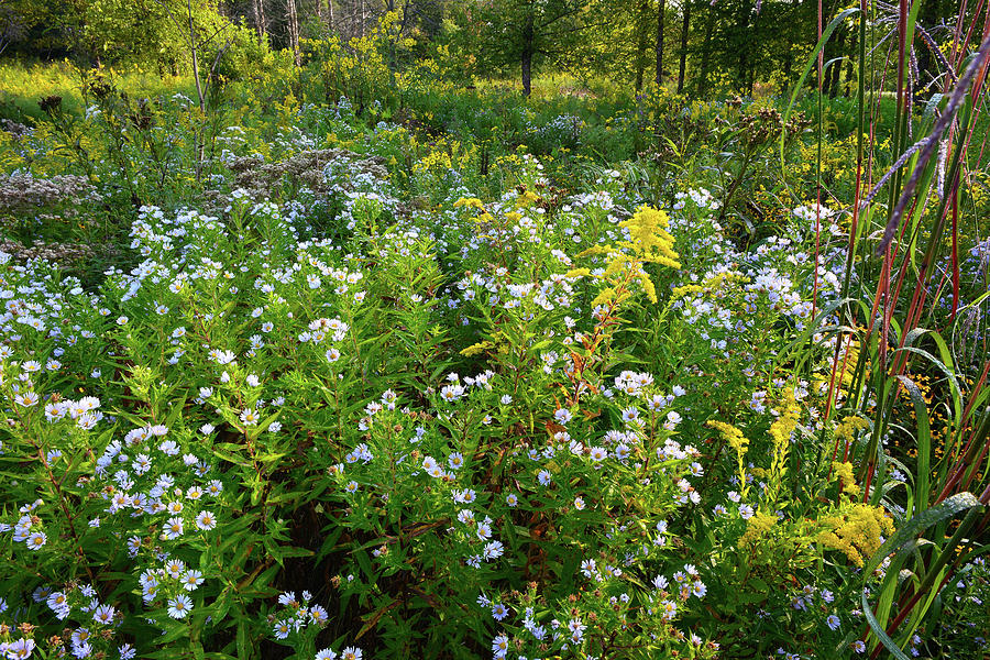 Wildflowers of Hennen Conservation Area Photograph by Ray Mathis